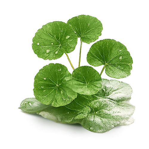 CENTELLA ASIATICA